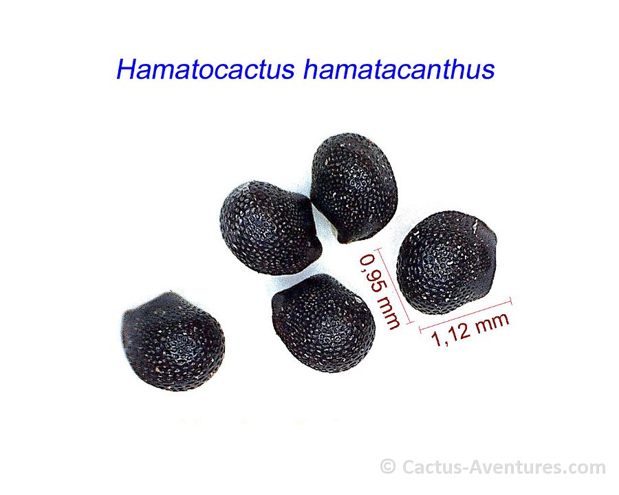 Hamatocactus hamatacanthus